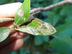 Stigmella salicis