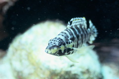 Serranus tigrinus