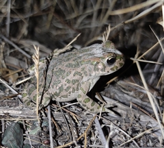 Bufotes viridis viridis