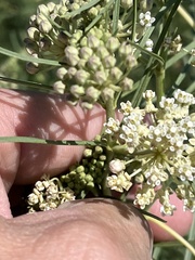Asclepias