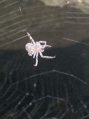 Larinioides sclopetarius