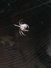 Larinioides sclopetarius