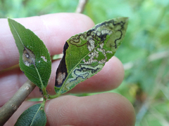 Stigmella salicis