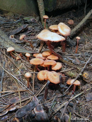 Laccaria laccata
