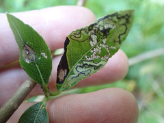 Stigmella salicis