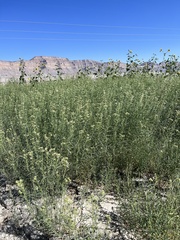 Asclepias