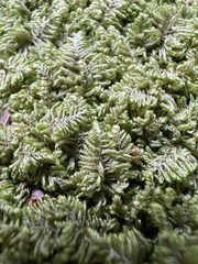 Ctenidium molluscum