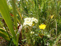 Triphysaria floribunda