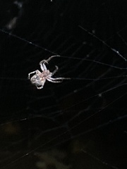 Larinioides sclopetarius