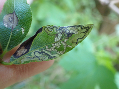 Stigmella salicis