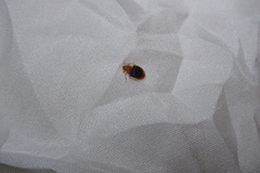 Cimex lectularius