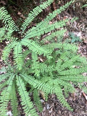 Adiantum aleuticum