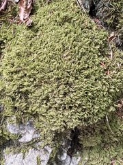 Ctenidium molluscum
