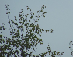 Carpodacus erythrinus