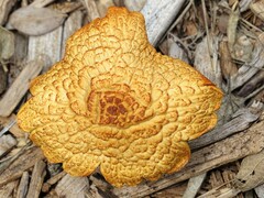 Omphalotus subilludens