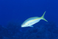 Ocyurus chrysurus
