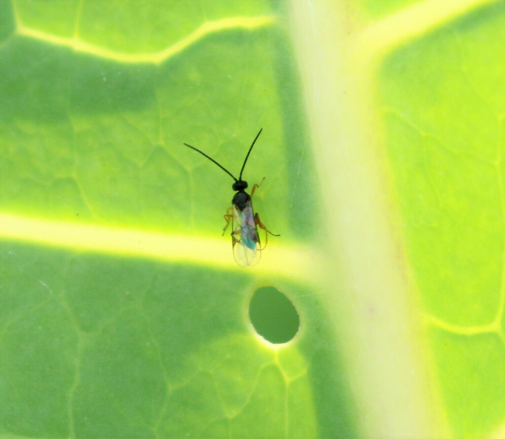 Parasitoid wasp