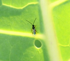 Cabbage White Parasitoid Wasp