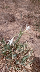 Pancratium maritimum