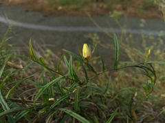 Xenostegia tridentata