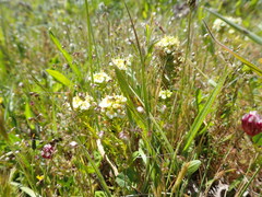 Triphysaria floribunda