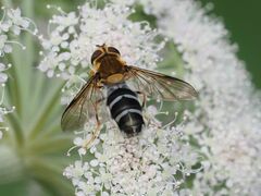 Leucozona glaucia