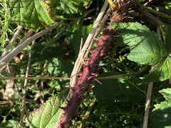Rubus pugnax