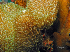 Heterodactyla hemprichi