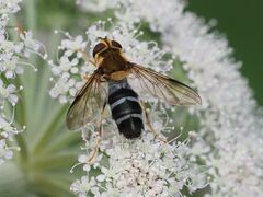 Leucozona glaucia