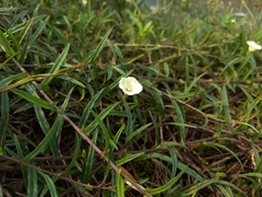 Xenostegia tridentata