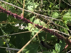Rubus pugnax