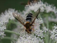 Leucozona glaucia