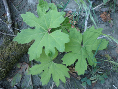 Petasites frigidus palmatus