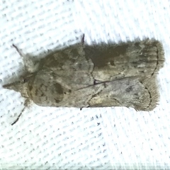 Nycteola asiatica