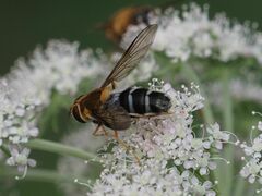 Leucozona glaucia