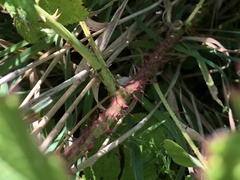 Rubus pugnax