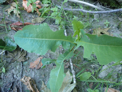 Lactuca serriola