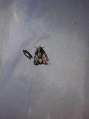 Chytonix palliatricula