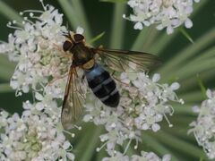 Leucozona glaucia