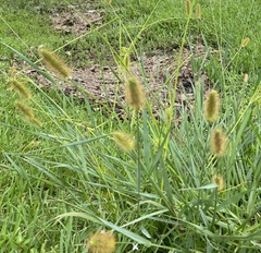Setaria
