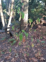 Oemleria cerasiformis