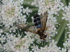 Leucozona glaucia