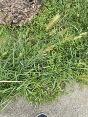 Setaria
