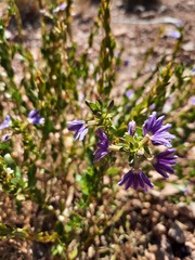Scaevola glabrata