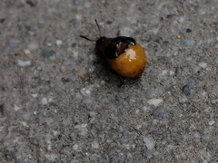 Gastrophysa polygoni