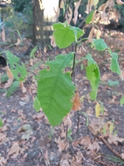 Oemleria cerasiformis