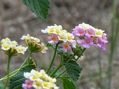 Lantana × strigocamara