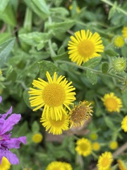 Pulicaria dysenterica