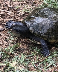 Kinosternon hirtipes