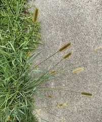 Setaria